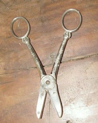 Garden Club Clauss Fremont O.  Usa Vintage Scissors,  Rose Trimming Pruning Shears