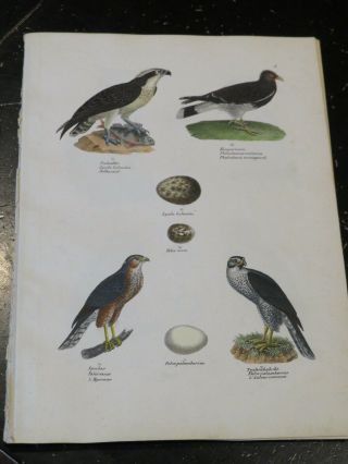 Osprey,  Naturgeschichte Der Vögel.  Schinz,  Hans Rudolf,  Zurich 1854 Plate 4