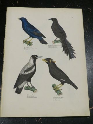 Myna Bird,  Naturgeschichte Der Vögel.  Schinz,  Hans Rudolf,  Zurich 1854,  Plate 16