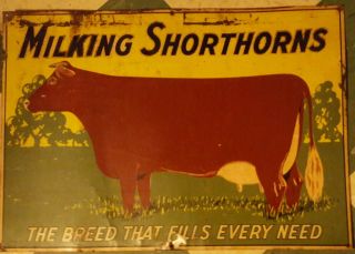 Antique Milking Shorthorn Cow 1930 