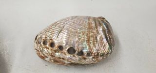 Vintage Abalone Iridescent Mother Of Pearl Sea Shell Polished