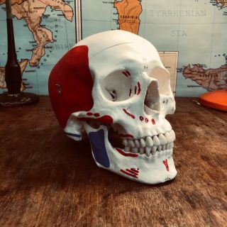 Vintage Somso Skull With Muscle Point Educational Anatomy Model Medical School