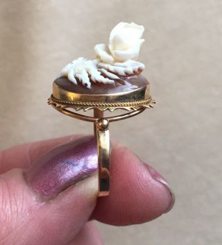 c1890 14k Gold Ring HIGH RELIEF Carved Rose SHELL CAMEO Grand Tour Pc Sz 7 2