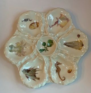 Antique Haviland Limoges Sea Life Fish Jellyfish Seahorse Oyster Plate C.  1880