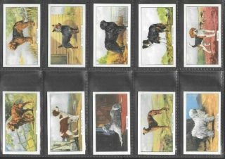 GALLAHER 1938 INTERESTING (DOGS) FULL 48 CARD SET  DOGS 2nd SERIES 3