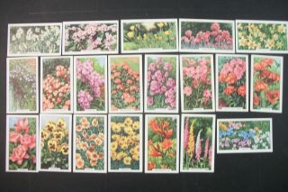 Cigarette Tobacco Cards Gallaher Garden Flowers 1938