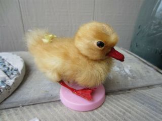 Vintage Taxidermy Mount Baby Duck Antique Easter Decoration 3