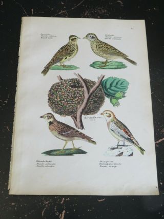 Song Bird,  Naturgeschichte Der Vögel.  Schinz,  Hans Rudolf,  Zurich 1854,  Plate 43
