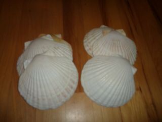 Vintage Set Of 6 Large Scallop Shells Cooking Serving Party Decor