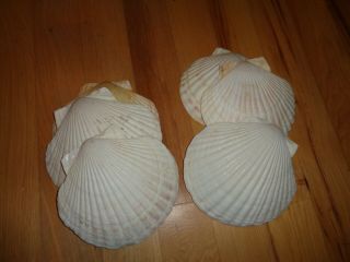 Vintage Set of 6 Large Scallop Shells Cooking Serving Party Decor 2