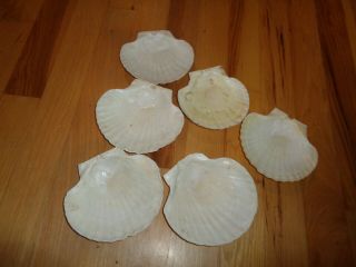 Vintage Set of 6 Large Scallop Shells Cooking Serving Party Decor 3