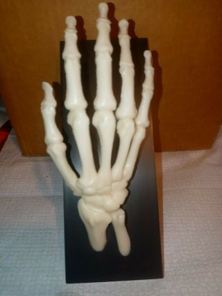 Vintage Hand And Foot Joint Model By Geigy.  Dr.  Office Medical Display