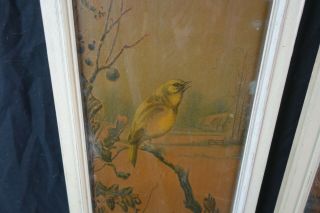 Pair Antique Victorian 19th Century Lithograph Print of Birds Framed 3