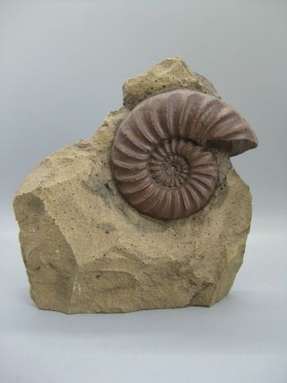 Vtg Ammonite Mollusks Resin Cast Fossil Example Great Detail 6 " Tall