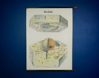 Large Vintage 1960s Medical Educational Wall Chart Poster Print - Cell Structure