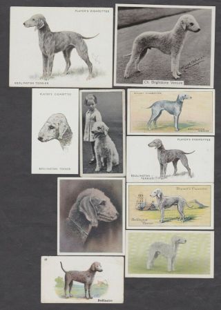 10 Different Vintage Bedlington Terrier Tobacco/cig/tea Dog Cards