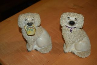 2 Antique Staffordshire Ware Confetti Poodle/spaniel Dog,  5 Inch Tall