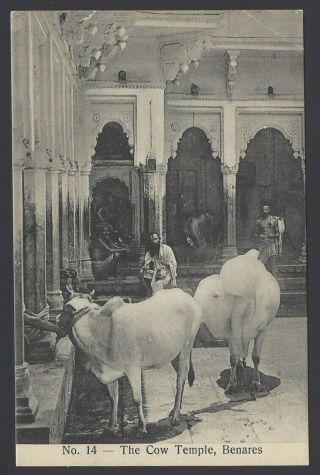 India Vintage Postcard The Cow Temple Benares