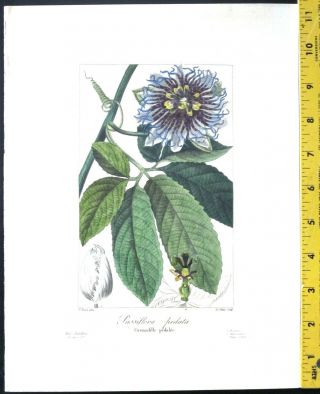 Bessa,  P.  Flore Des Jardiniers,  Passiflora Pedata,  Handc.  Engraving,  Ca.  1836