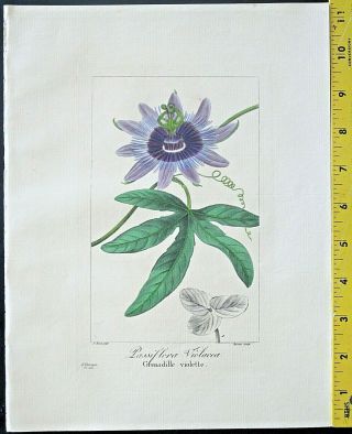 Bessa,  P.  Flore Des Jardiniers,  Passion Flower,  Passiflora Violacea,  Engraving,  C.  1836