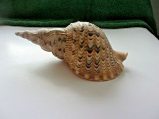 Vintage Conch Seashell/shell 11 " Trumpet Shape Tiger Stripe Beach Nautical Decor