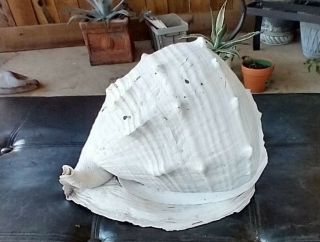 Huge Queen Helmet Conch - Antique
