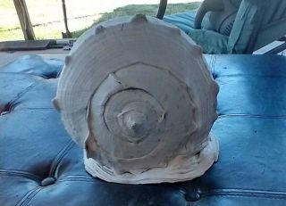Huge Queen Helmet Conch - Antique 2