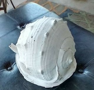 Huge Queen Helmet Conch - Antique 3