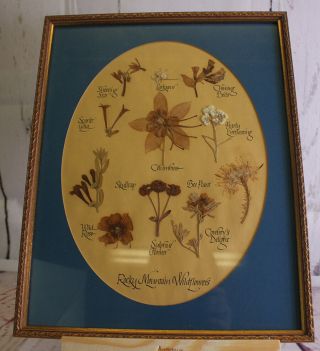Vintage Rocky Mountain Wildflowers Dried Botanical Made In Colorado Framed Art