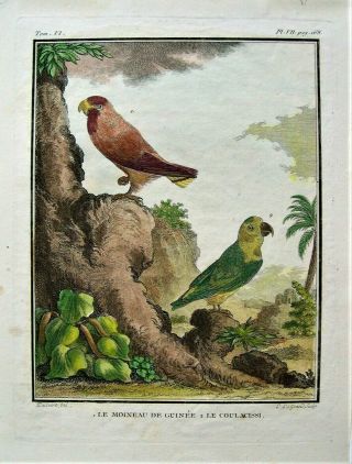 Buffon Antique Hand Colored Parrot Print: Bird Engraving: Paris 1770 - 1786