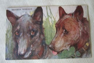 Dogs Chien - Vintage Postcard - Aberdeen Terriers Raphael Tuck Oilette
