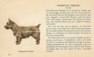 Norwich Terrier Dog Rare Vintage Art Drawing Breed Description From 1939