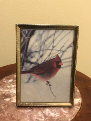 Antique Vintage Framed 3.  5x5” Bird Photo Print