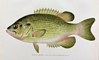 1904 - 1906 Rare Antique Denton Fish Print Rock Bass Ambloplites Rupestris