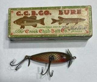 Vintage Creek Chub Baby Injured Minnow In Early Reside With Unmarked Box