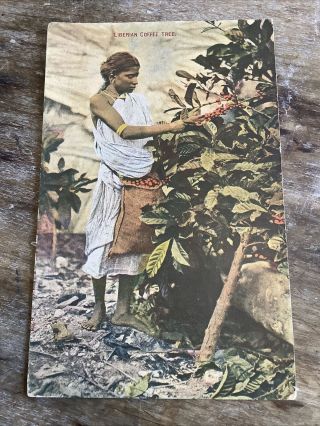 Vintage Postcard African Tribal Woman Picking Beans Liberian Coffee Tree C1908