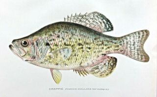 1904 - 1906 Rare Antique Denton Fish Print Crappie Pomoxis Annularis Colorful L@@k