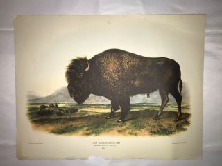 Vintage John James Audubon Print American Bison Or Buffalo