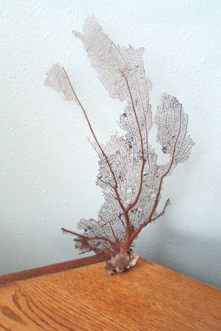 Vintage Natural Sea Fan Coral For Display 18 " H X 11 " W Brown W Shades Of Purple