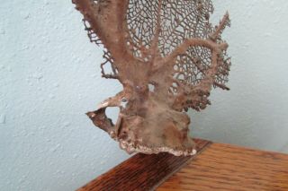 Vintage Natural Sea Fan Coral For Display 18 
