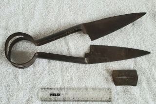 Vintage Sheep Shears Clippers 12 " W/ Leather Clasp