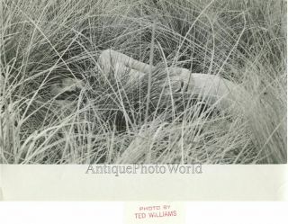 Nude Woman Posing In Grass Vintage Art Photo By Ted Williams