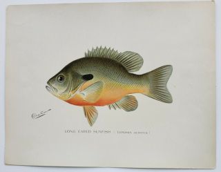 Signed 1902 Sf Denton Fish Print: Long Eared Sunfish (lepomis Auritus)