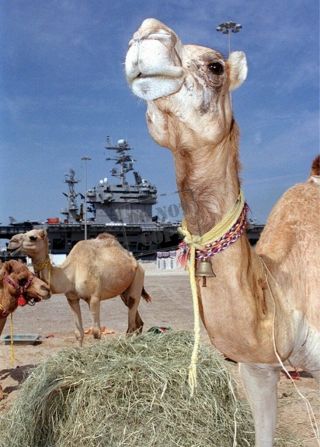 Us Navy Usn Aircraft Carrier,  Uss Carl Vinson (cvn 70) Camels Grazing 8x12 Photo