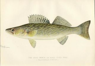 Antique Denton Fish Print Pike Perch Wall - Eyed Pike