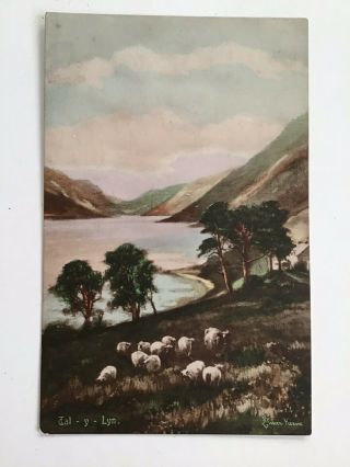 Sheep At Tal - Y - Lyn,  Vintage Postcard,  Not Posted 462