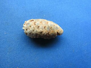 Vintage Fossil Pine Cone,  Fossilized With Seed Holes And Seeds