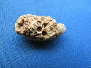 VINTAGE FOSSIL PINE CONE,  FOSSILIZED WITH SEED HOLES AND SEEDS 2