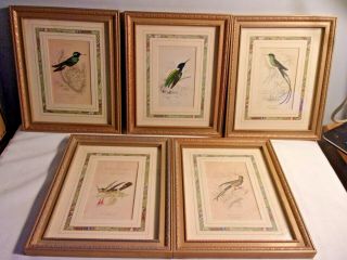 Set Of 5 Antique Lizars Art Print Book Plates Hummingbirds Bookplate Framed