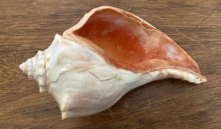 Large Vintage Conch Sea Shell White Shells Beach Nautical Decor 8” (8 - 327)